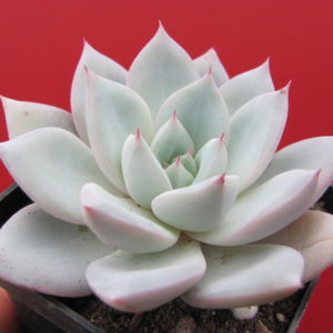 Echeveria  Blue Bird