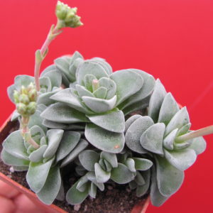 Crassula coralita
