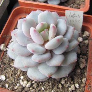 Echeveria  *Lotus Jade*