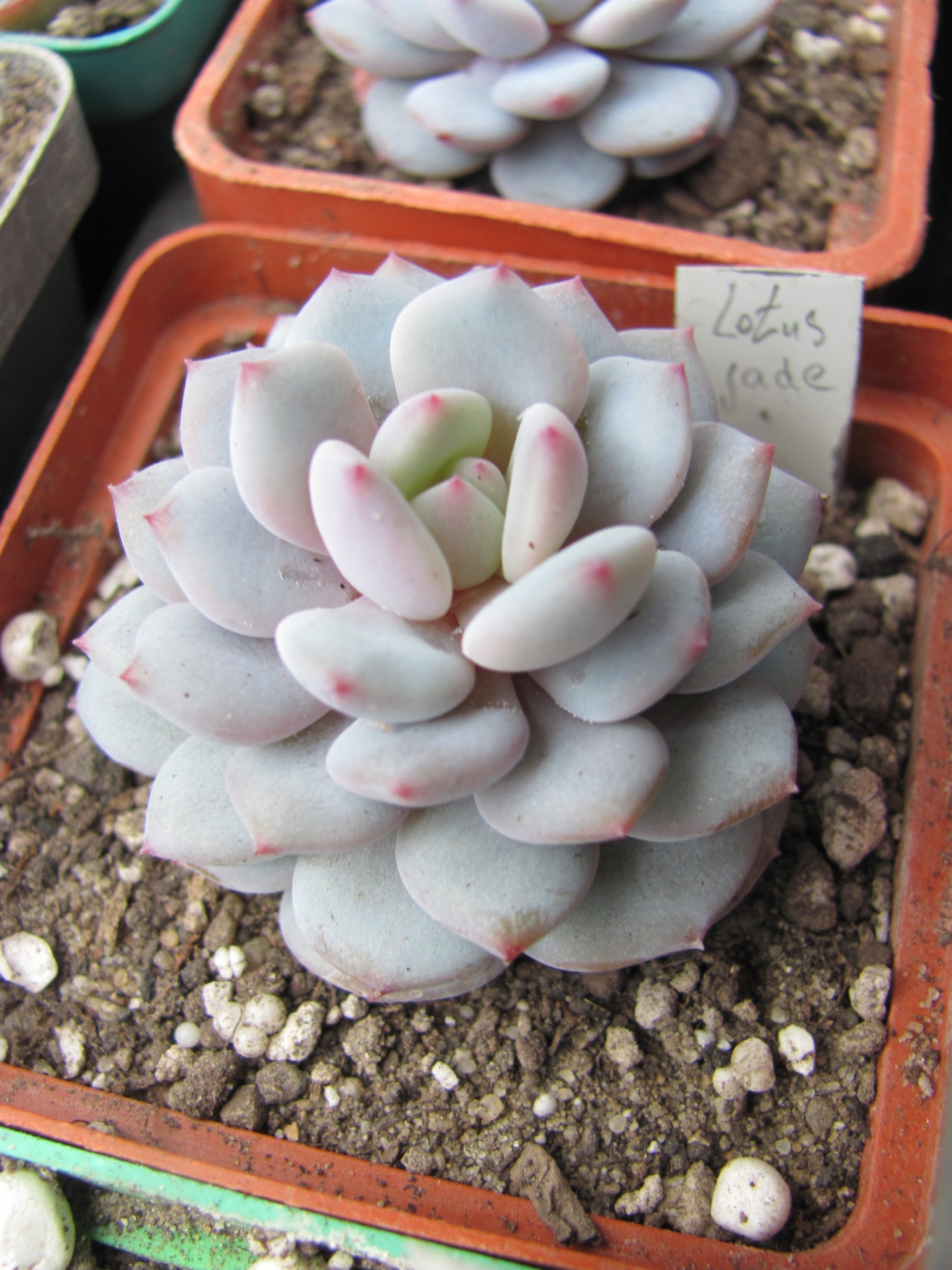Echeveria  *Lotus Jade*