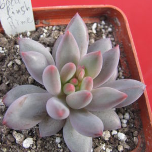 Echeveria    *Goldfinsh  Hime*