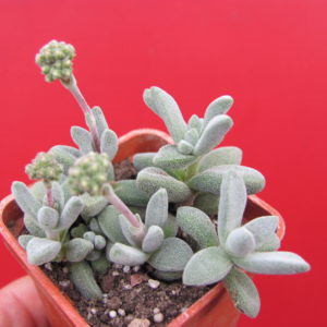 Crassula namaguensis