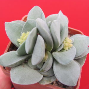 Crassula  Morgans Beauty