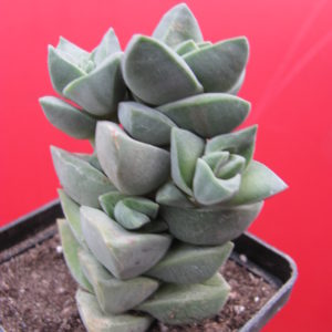 Crassula   moonglow
