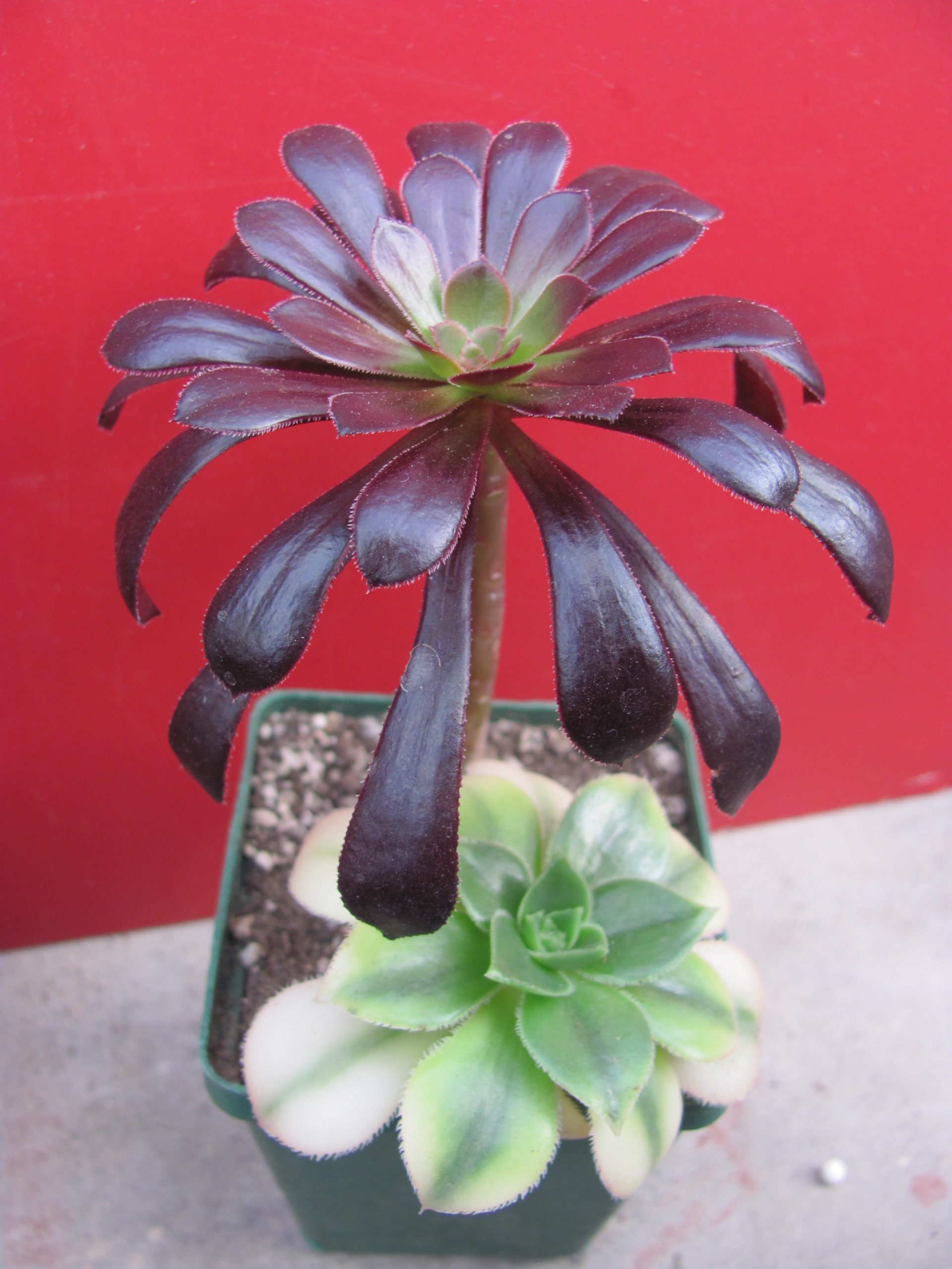 Aeonium schwarzkopf     +   Florescens