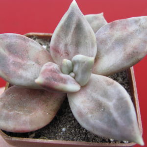 Echeveria  xichuensis
