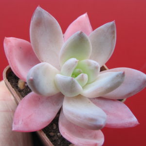 Echeveria  Brumes