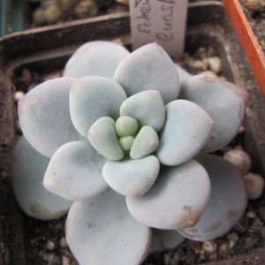 Echeveria *Luashen*
