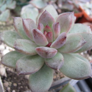 Echeveria  hybr.   53     Italy