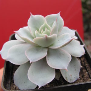 Echeveria  subsessilis