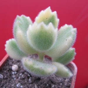 Cotyledon tomentosa variegata