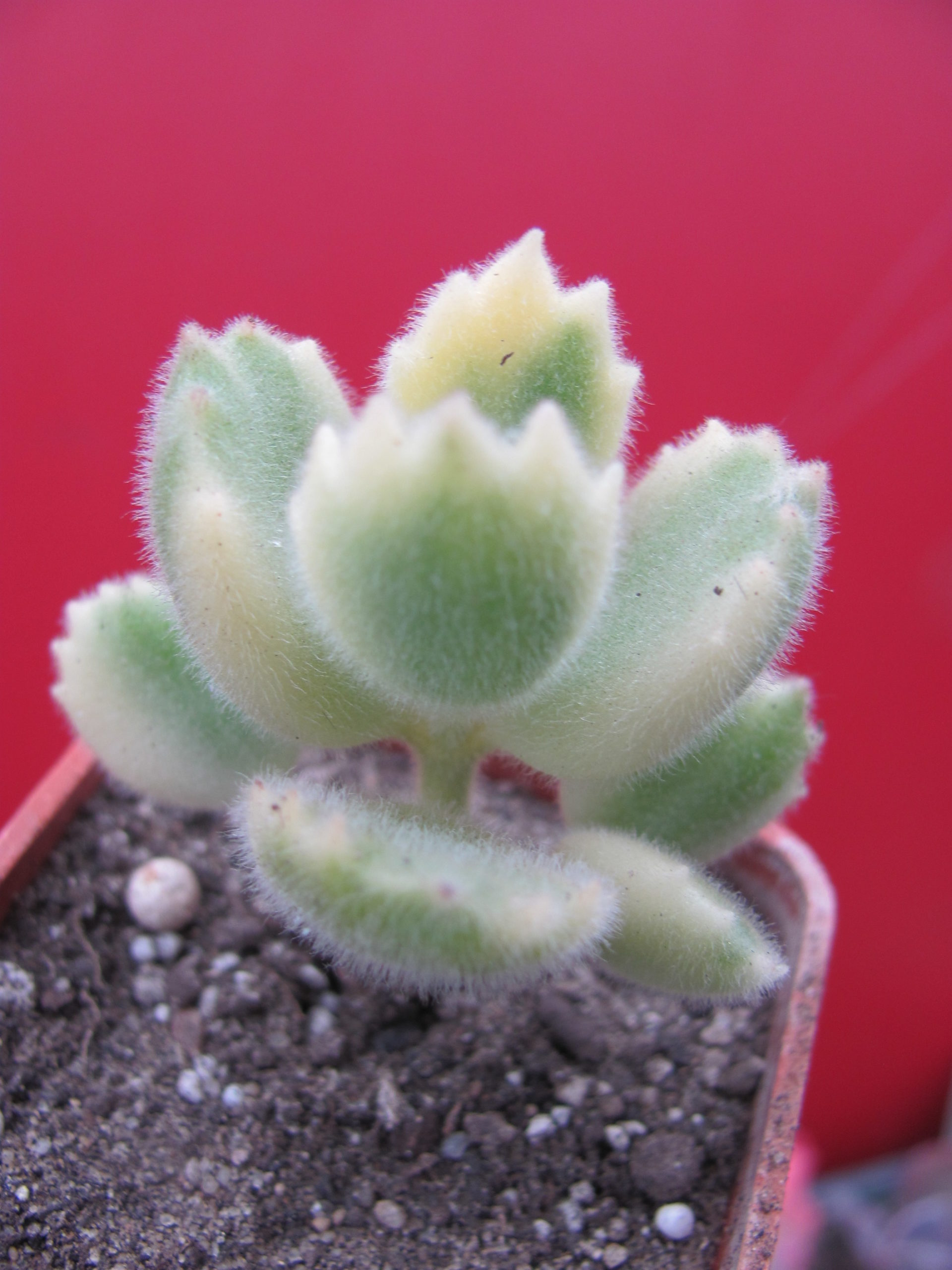 Cotyledon tomentosa variegata
