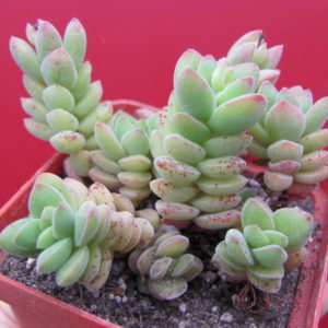 Crassula velutina