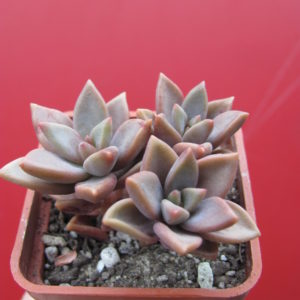 Sedeveria   *Bronze Beauty*