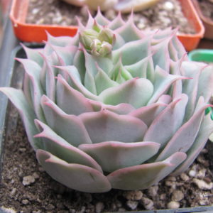 Echeveria  Laguna Sanchez  hybr.