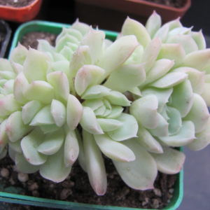 Echeveria amoena