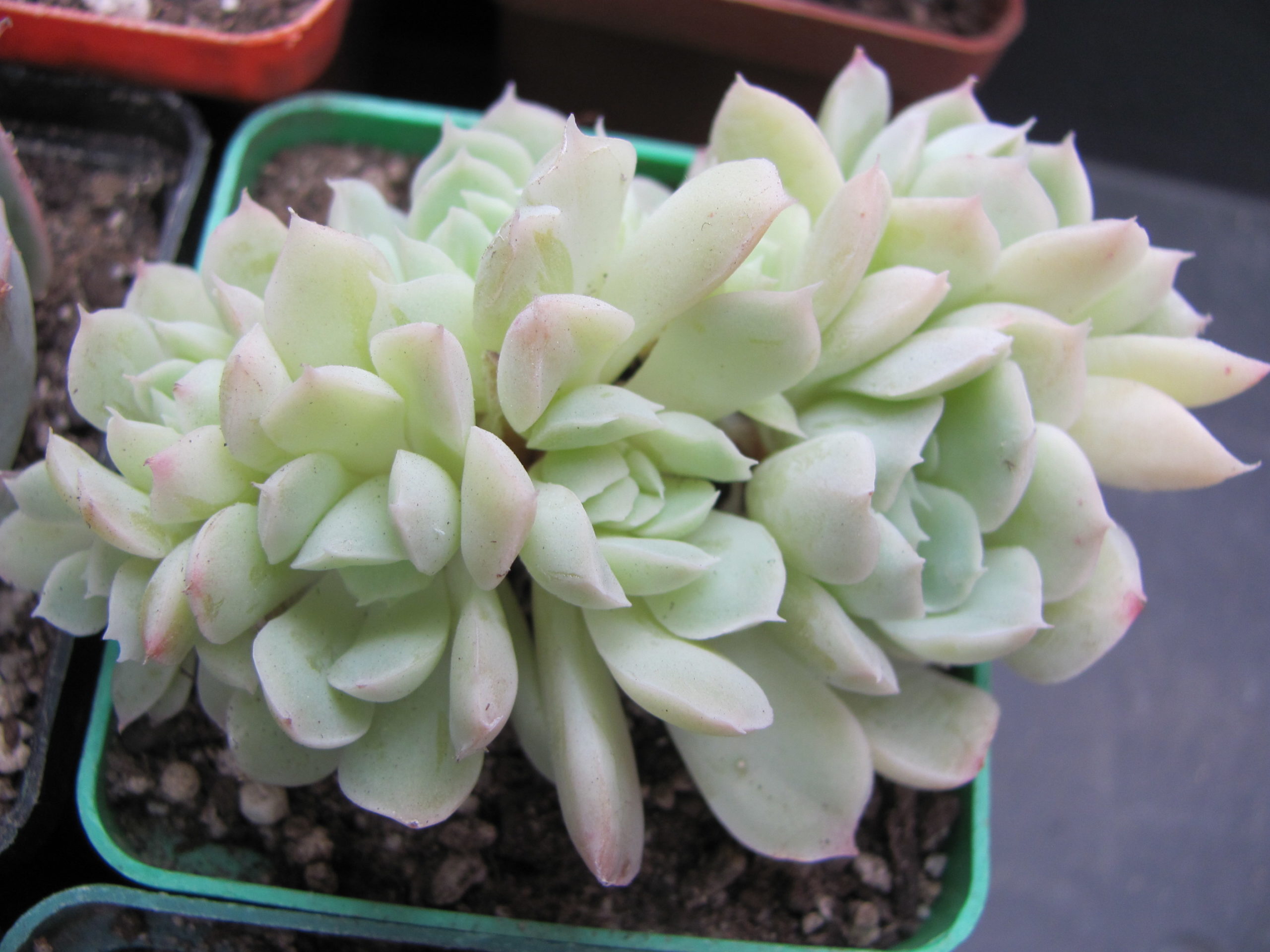 Echeveria amoena
