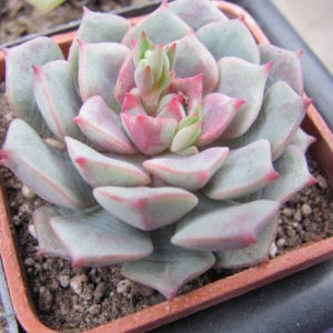 Echeveria  hybr.