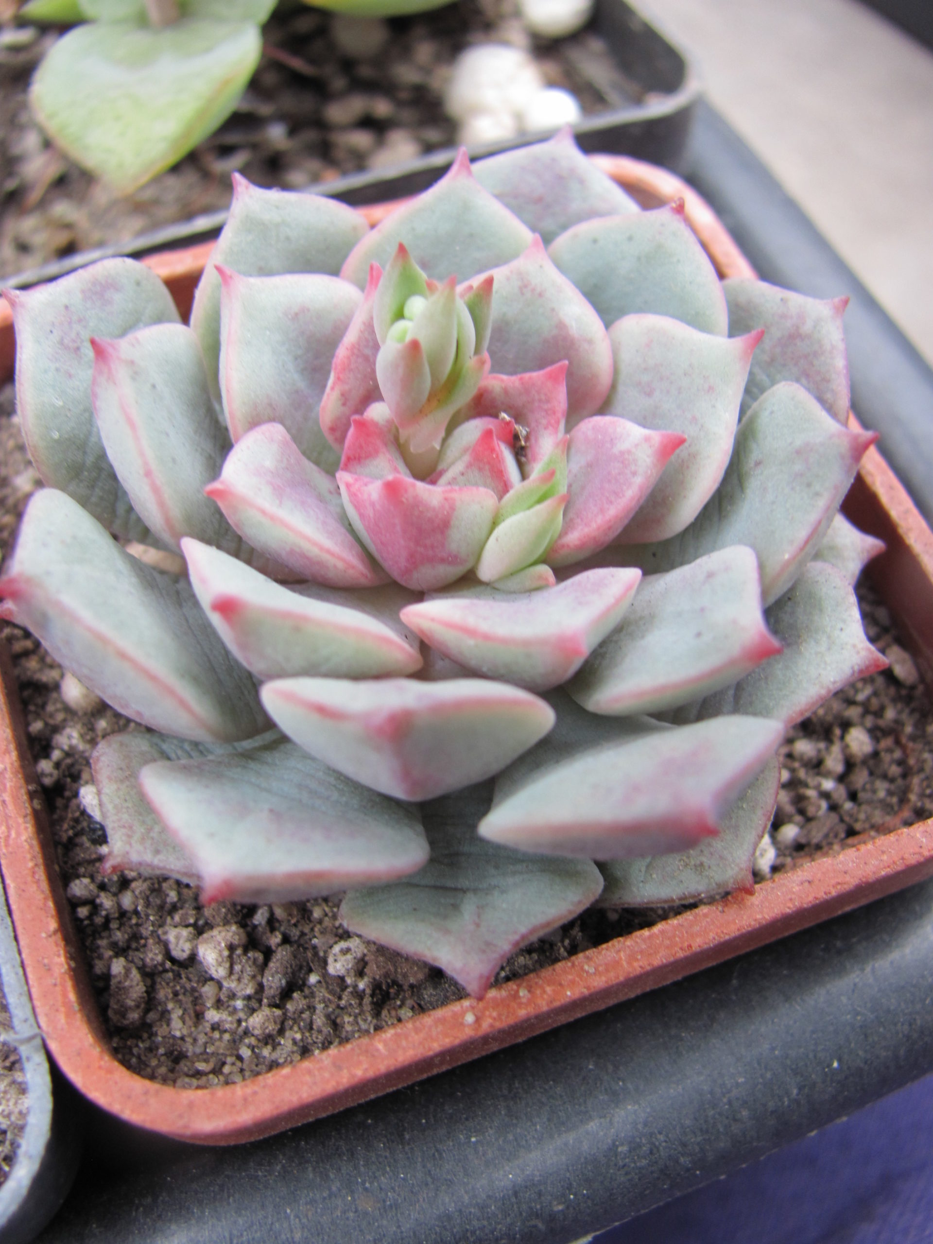 Echeveria  hybr.