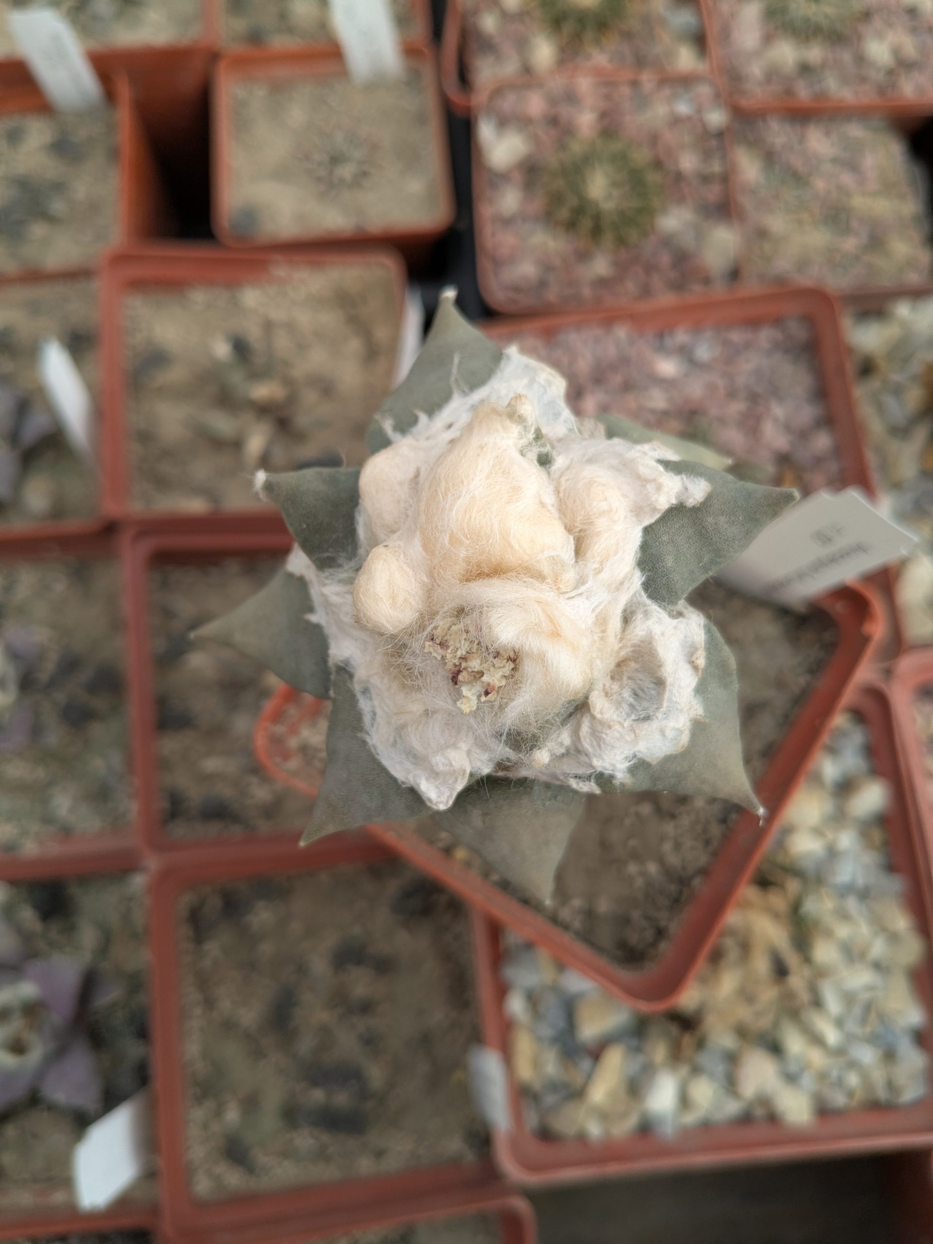 Ariocarpus furfuraceus