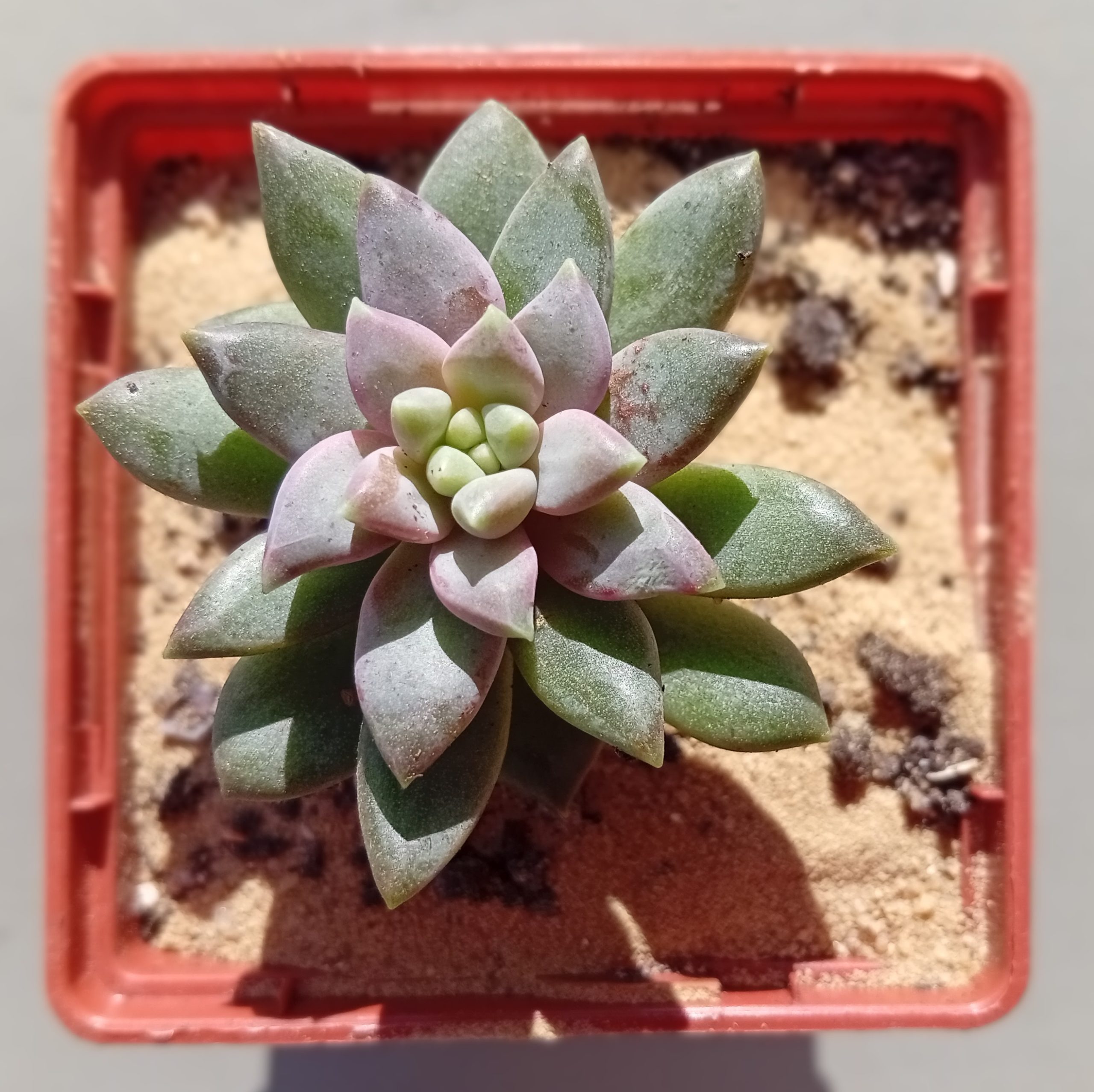 Pachyphytum compactum x echeveria corymbulosa