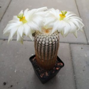 Echinocereus rigidissimus - v.rubrispinus L088 - cv. k.w.Beisel - біла квітка  -PP-