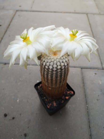 Echinocereus rigidissimus - v.rubrispinus L088 - cv. k.w.Beisel - біла квітка  -PP-