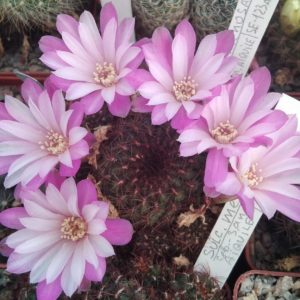Sulcorebutia mentosa SE123a -seeds-насіння-