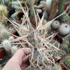 Tephrocactus articulatus v. papyracanthus -cube-6cm-