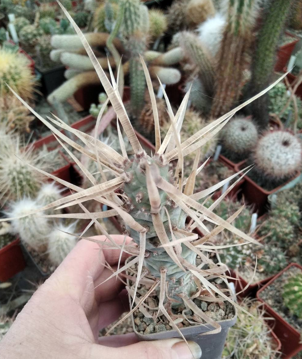 Tephrocactus articulatus v. papyracanthus -cube-6cm-