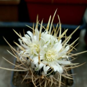Echinofossulocactus erectocentrus