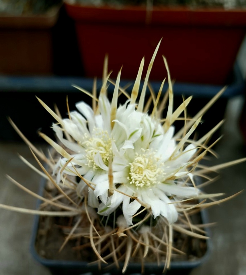 Echinofossulocactus erectocentrus
