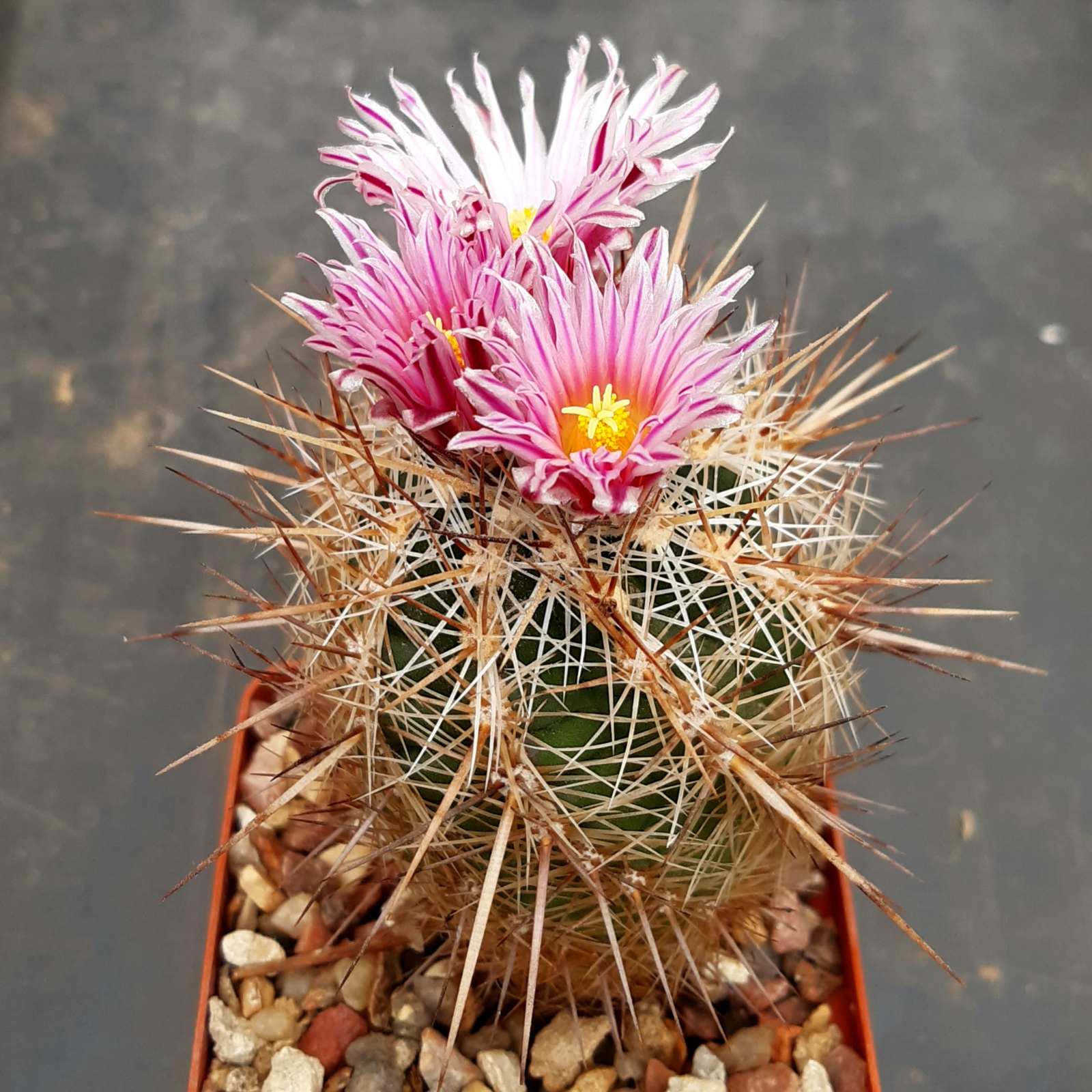 Thelocactus lausserii Sierra De La Ovejas, Coah