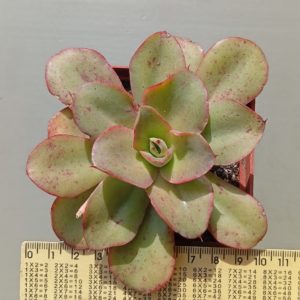 Echeveria Soil Veil