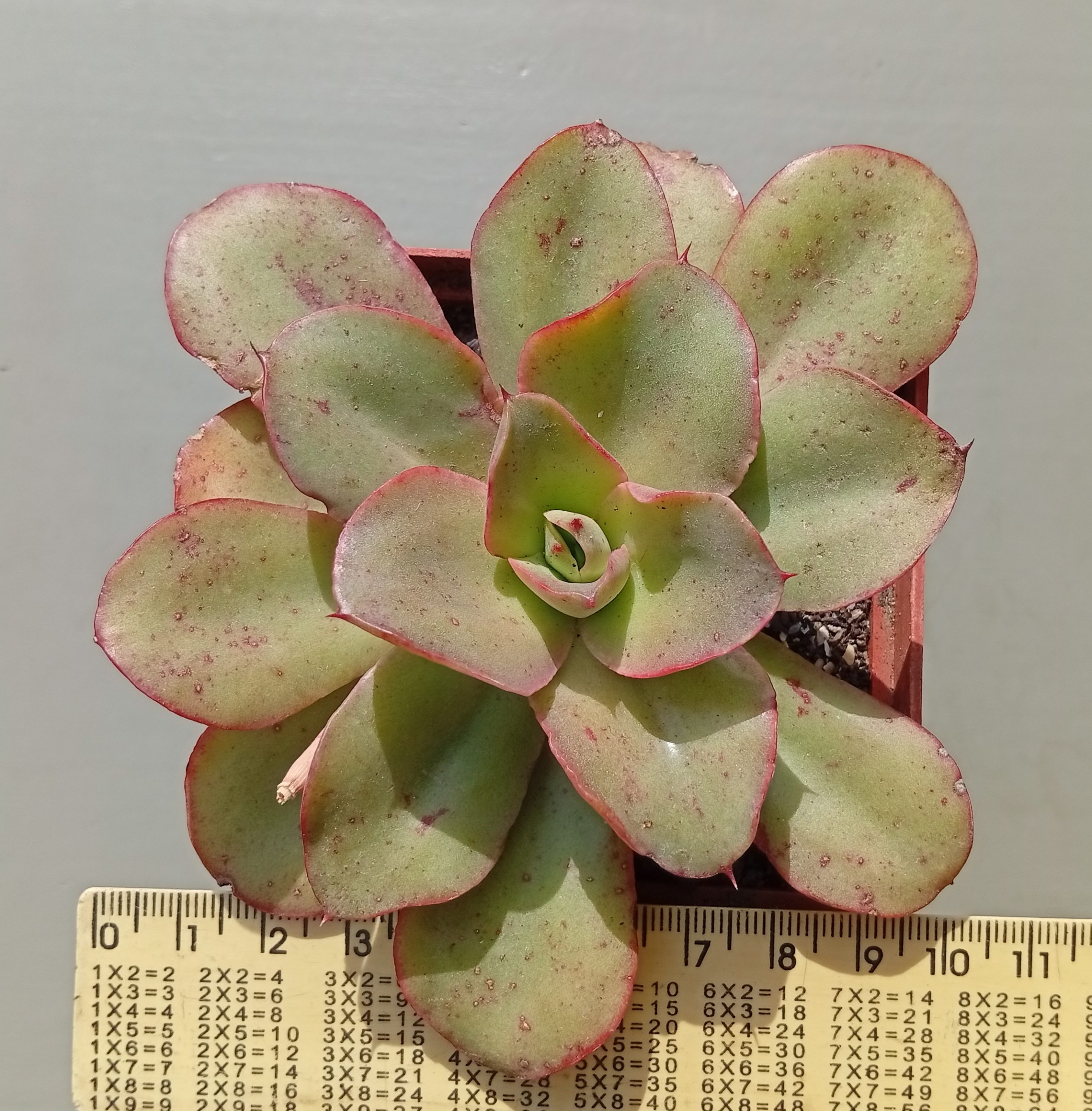 Echeveria Soil Veil