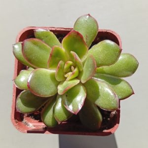 Echeveria pulidonis Cristmas