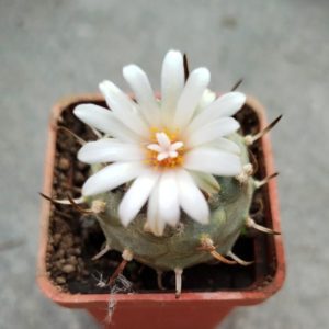 Turbinicarpus hybr #12