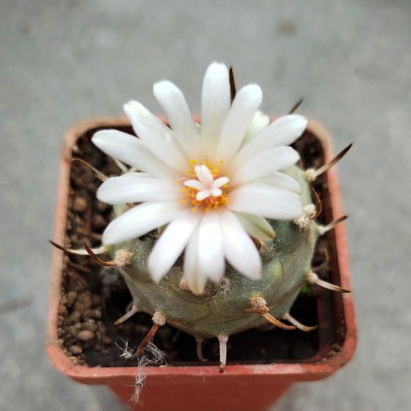 Turbinicarpus hybr #12