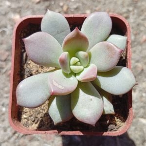 Graptoveria A Grim One