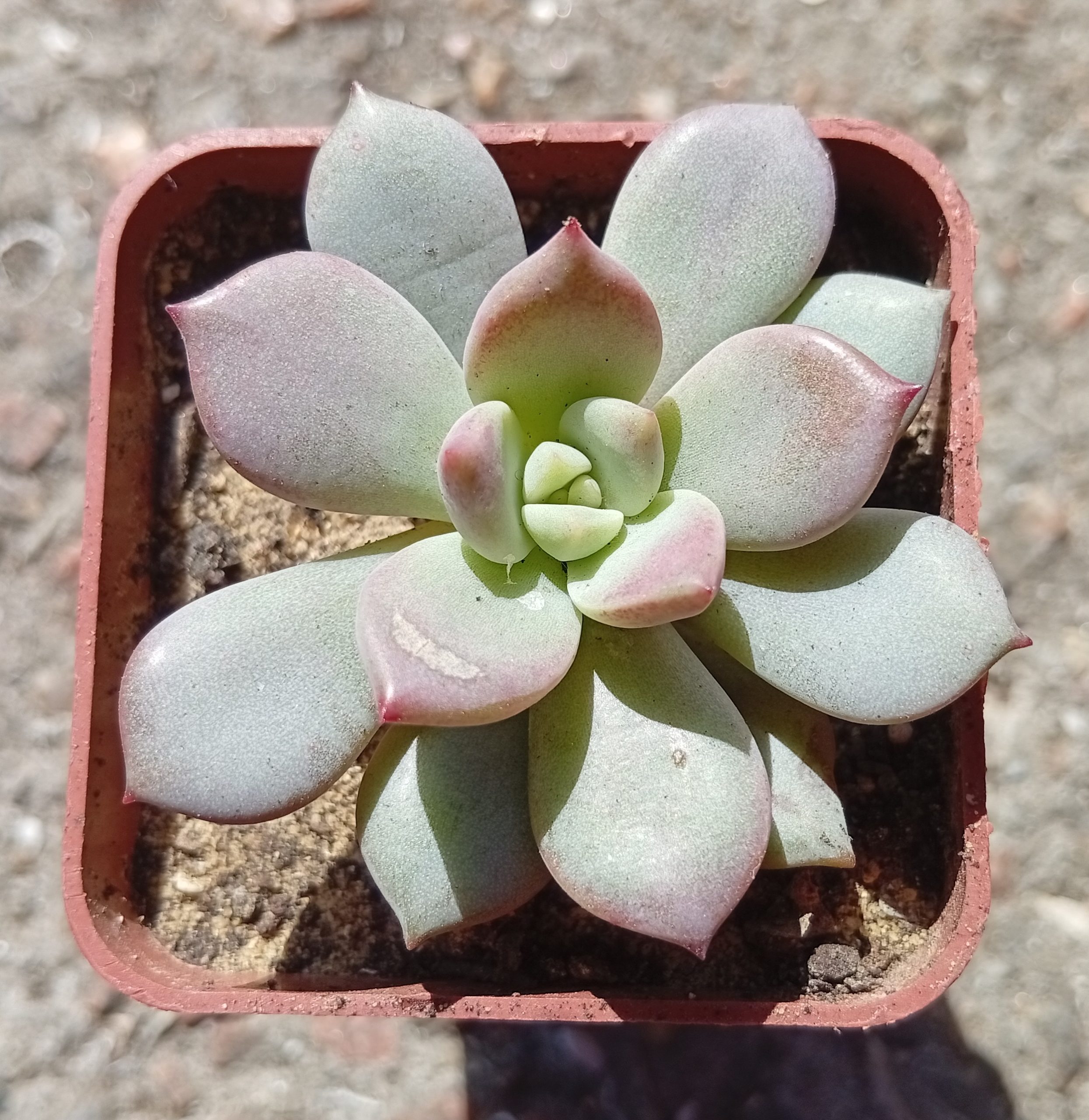 Graptoveria A Grim One
