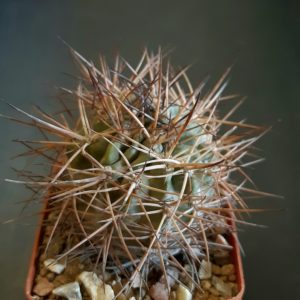 Acanthocalycium munitum DH10 Cerro Zorrito, Plateau
