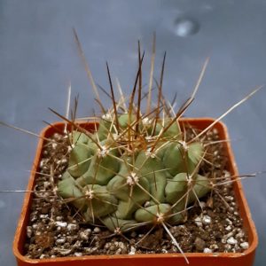 Thelocactus lophothele 'longispinus'