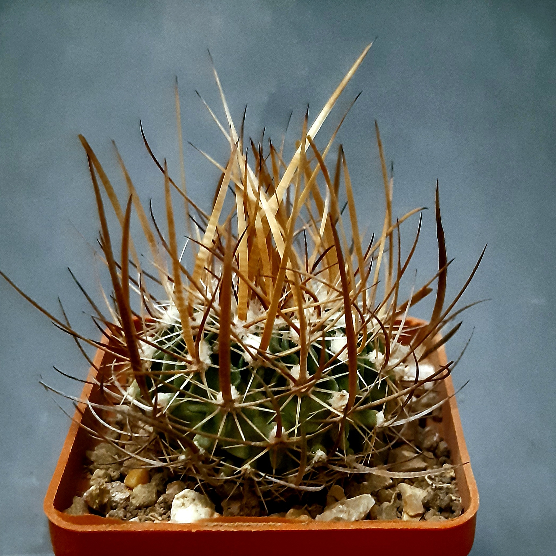 Echinofossulocactus lloydii