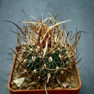 Echinofossulocactus lloydii