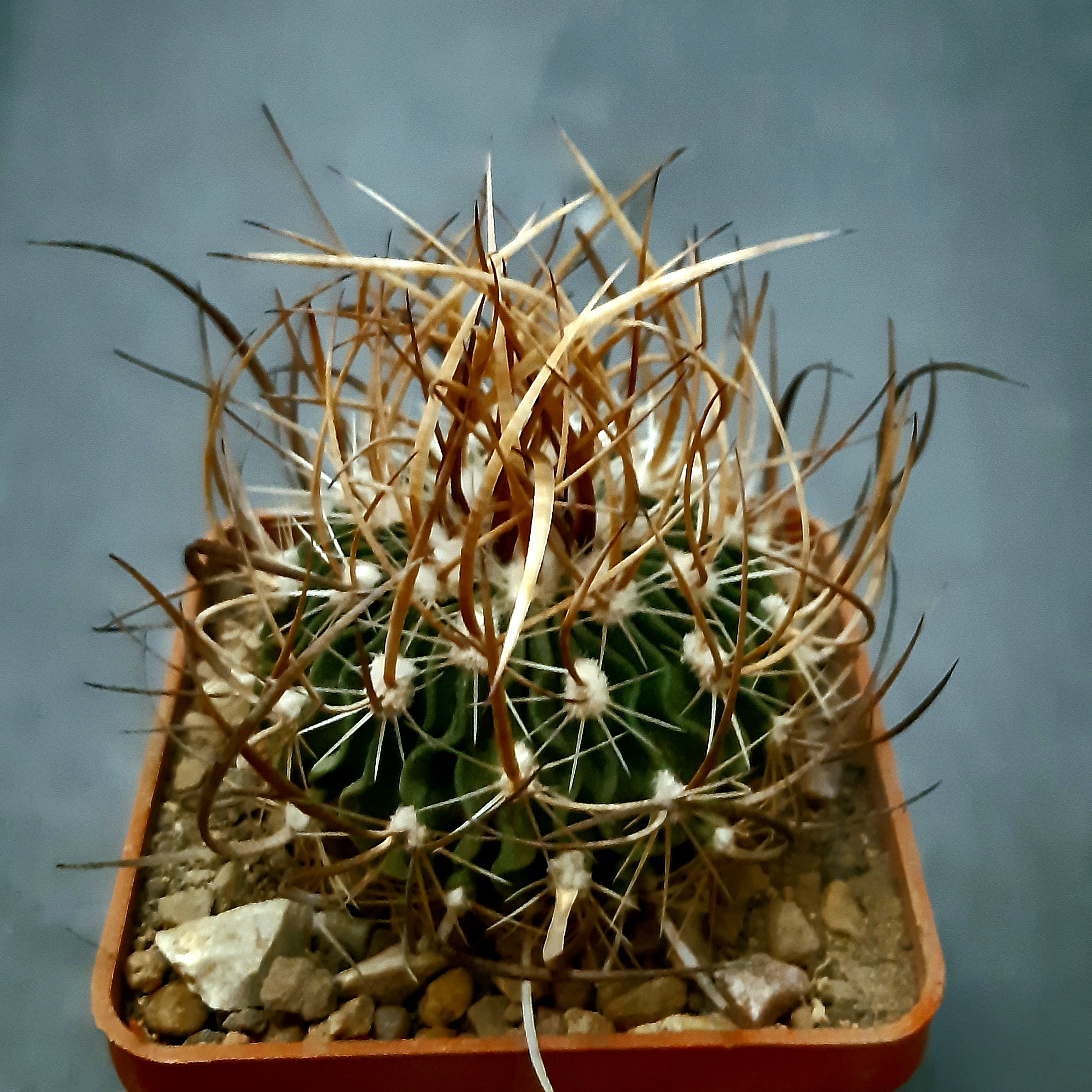 Echinofossulocactus lloydii