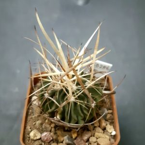 Echinofossulocactus multicostatus 'erectocentrus' SB286 Dr Arroyo NL