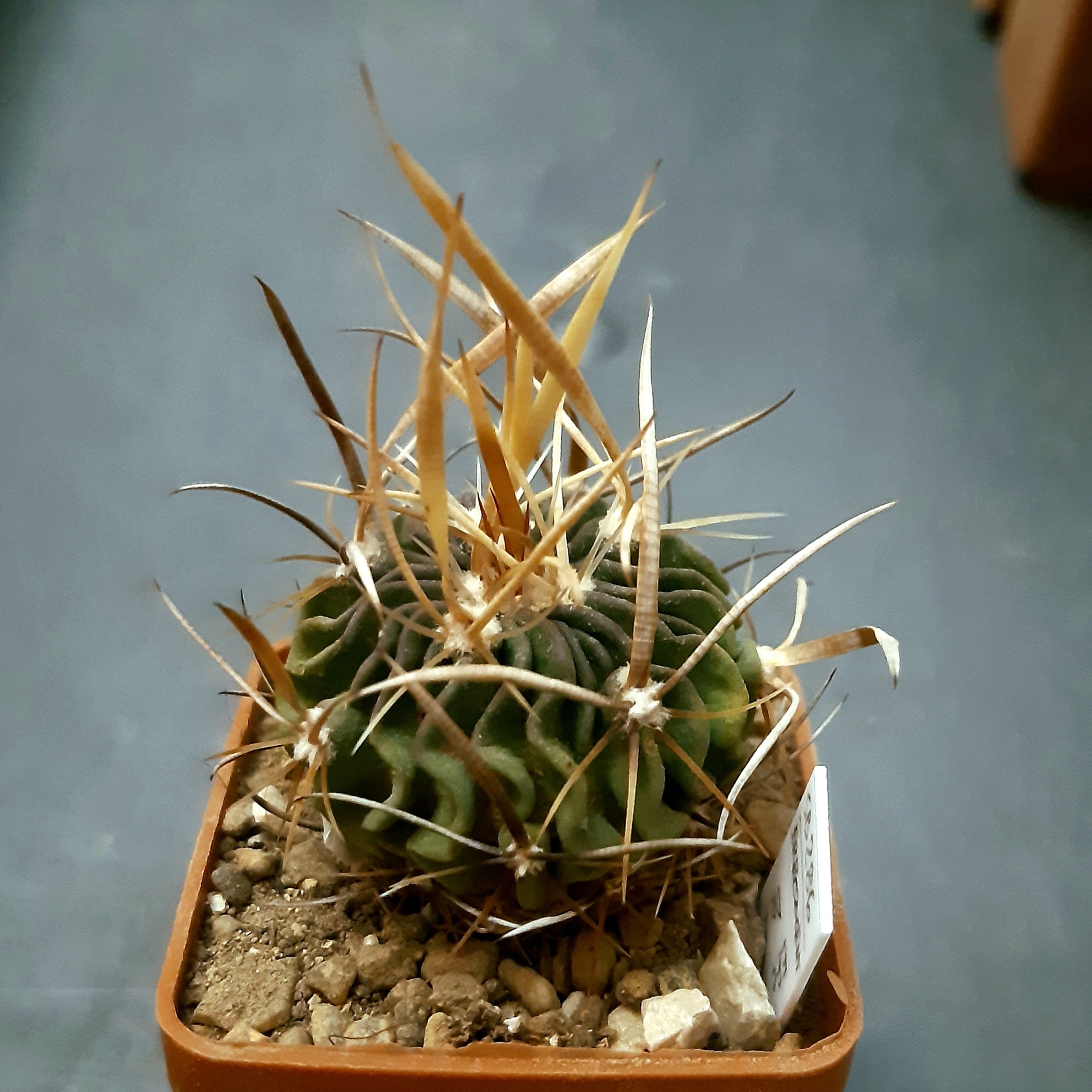 Echinofossulocactus multicostatus 'erectocentrus' SB286 Dr Arroyo NL