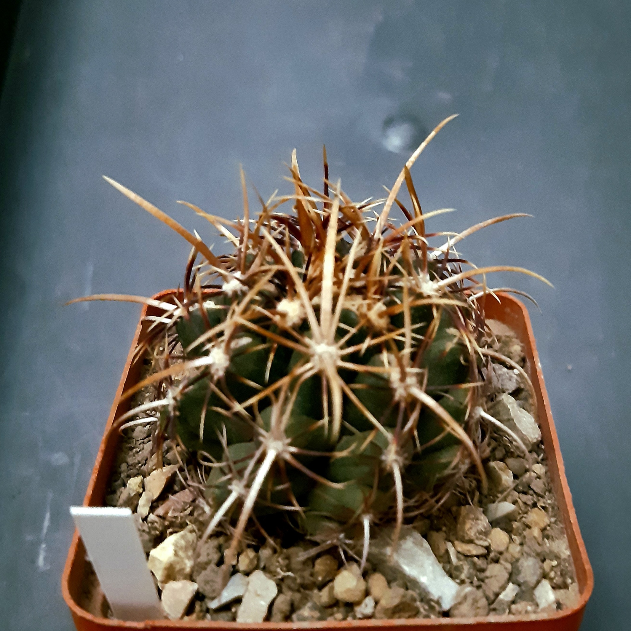 Thelocactus bicolor 'commodus' Montemorelos, Tam., PAN