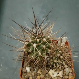 Echinocereus triglochidiatus 'mojavensis' SB1973 Beaver Dam Mts, UT