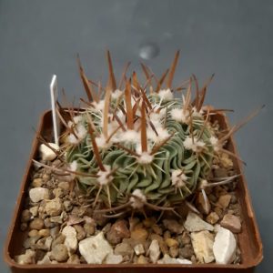 Echinofossulocactus erectocentrus SB1150 Chapultepec, Coah